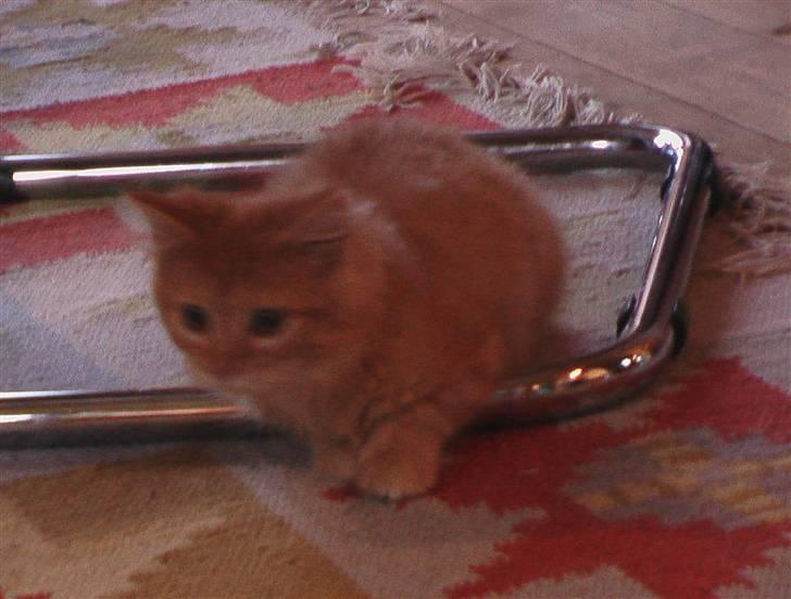 Maine Coon kia billede 10