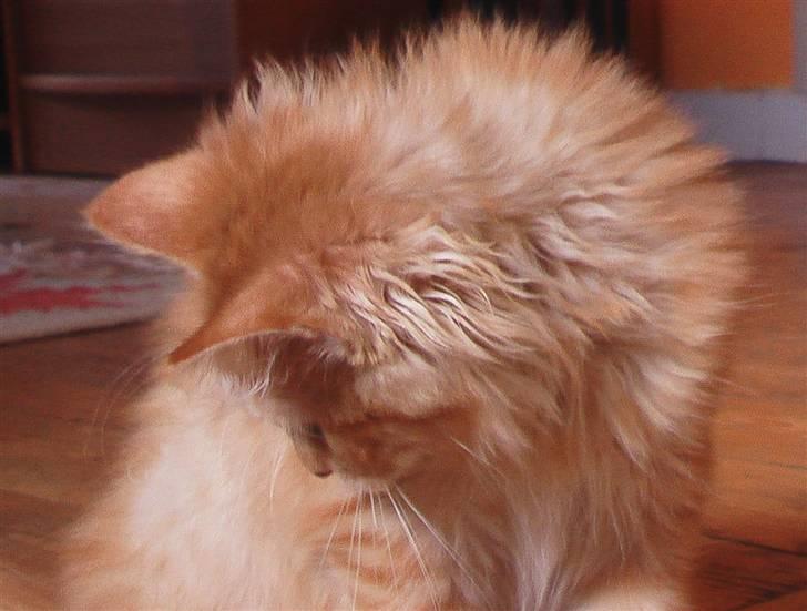 Maine Coon kia billede 11