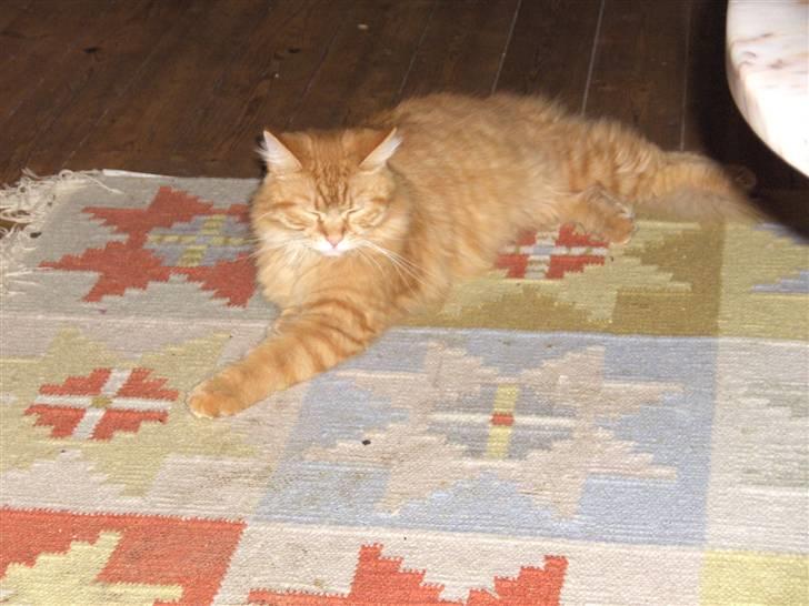 Maine Coon kia billede 12