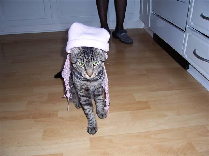 Blanding af racer Loui - Fotomodel billede 13