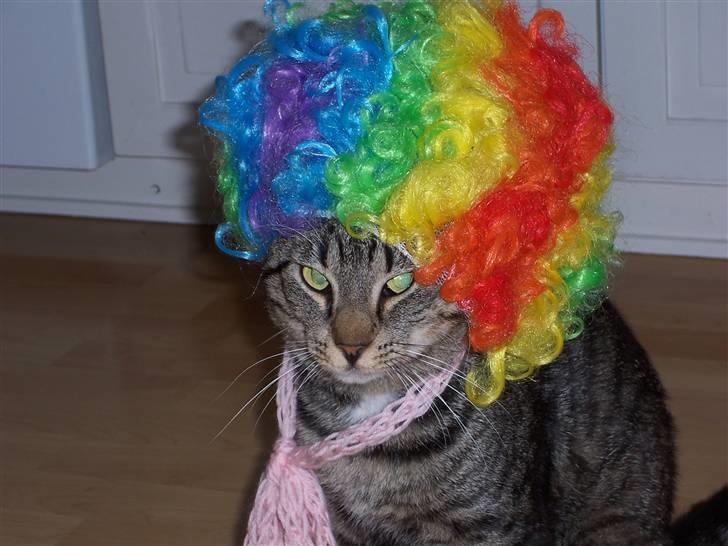 Blanding af racer Loui - Klovn ?? billede 14