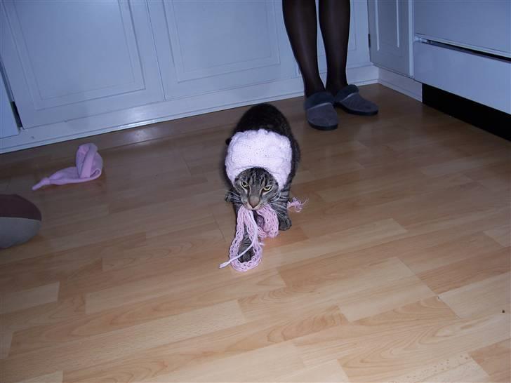 Blanding af racer Loui - Nuurh min lille påklædningsdukke <33 billede 15