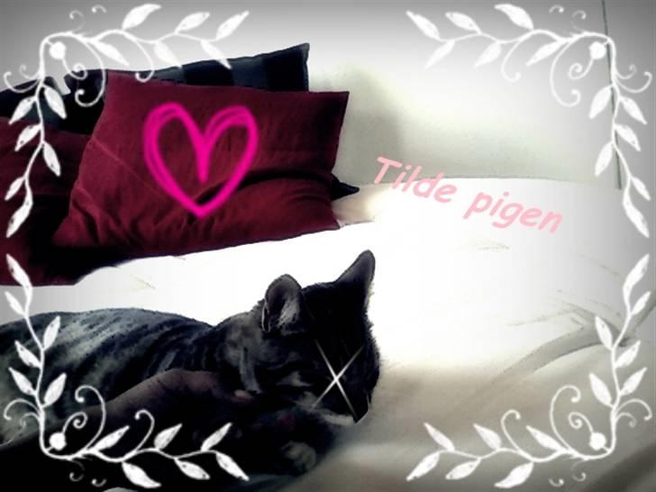 Huskat VampierHeart's - PhotoScape <3 Tilde  billede 1