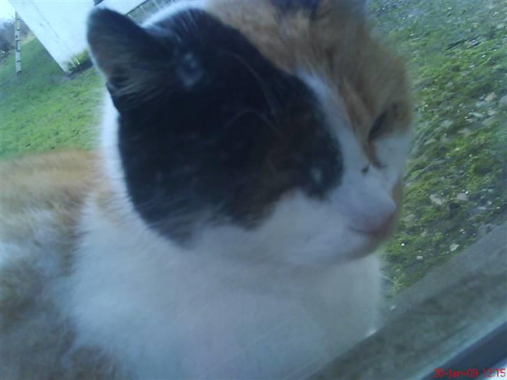 Blanding af racer søskovvejs Piskeris ! <3 - Velkommen til PISKERIS´ profil (´: <3 smid gerne en kommentarer ;o) billede 1