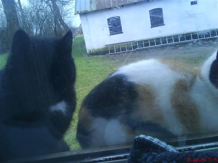 Blanding af racer søskovvejs Piskeris ! <3 - klutte & piskeris, klutte fylder det hele, man kan kun se piskeris´ krop ,) billede 2