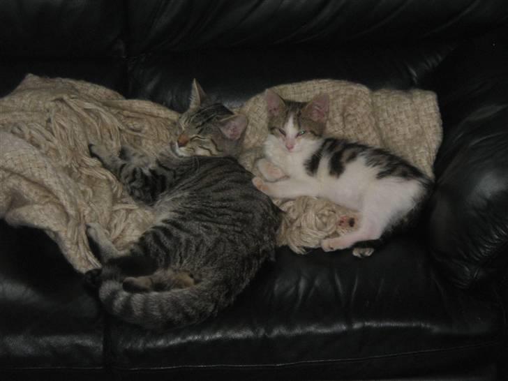 Blanding af racer Basse - Så er jeg blevet rigtig gode venner med min nye bror billede 5