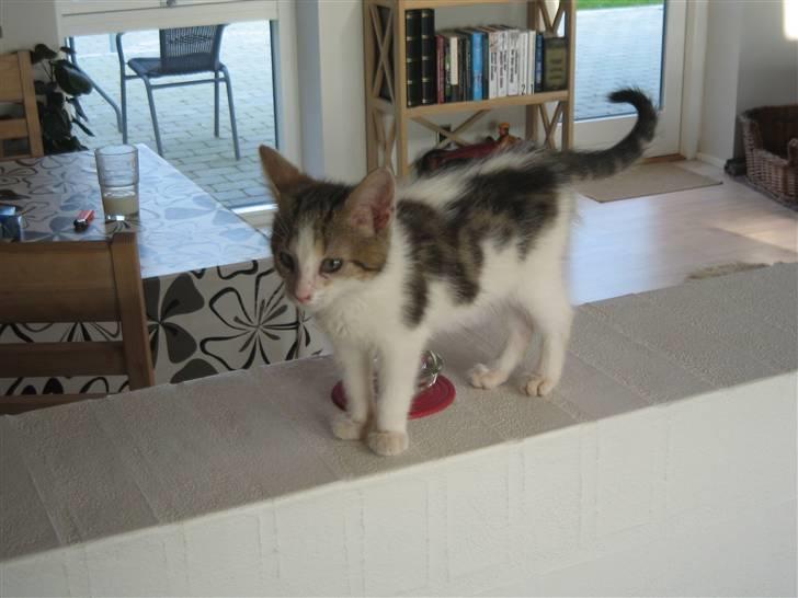 Blanding af racer Basse - Er lige ved at overveje hvad jeg nu skal lave af ballade billede 6