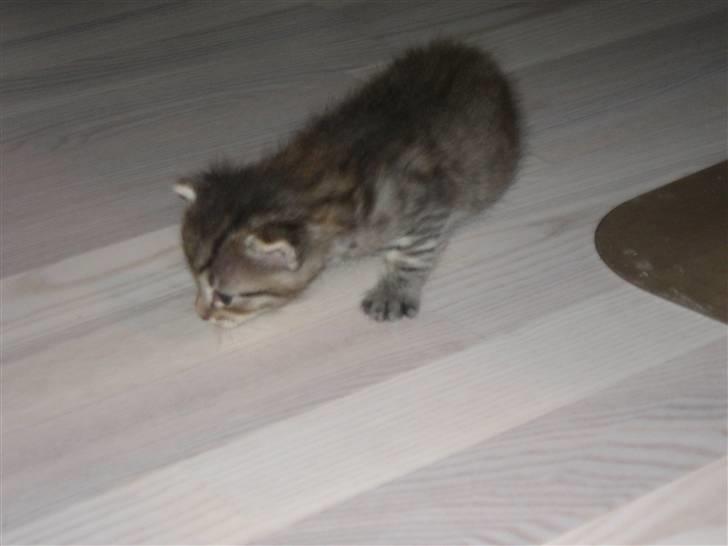 Blanding af racer knæk billede 2