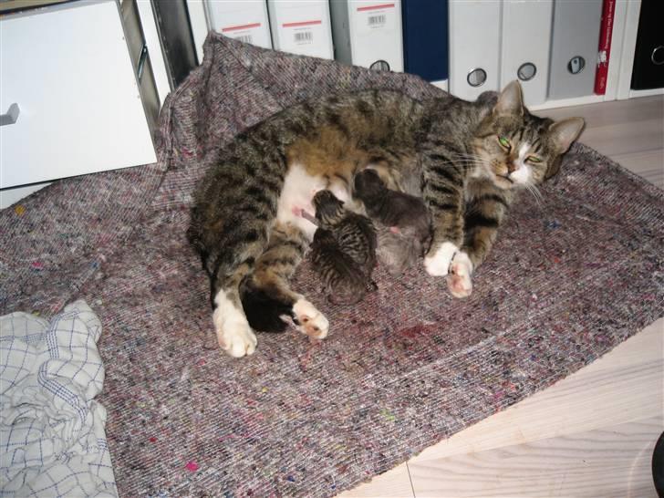 Blanding af racer knæk billede 4