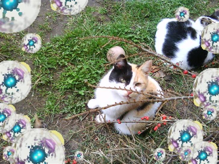 Blanding af racer søskovvejs Piskeris ! <3 - piske <3 og lidt micro (: billede 3