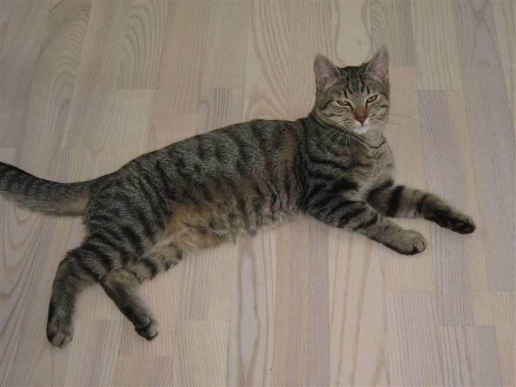 Blanding af racer knæk billede 5