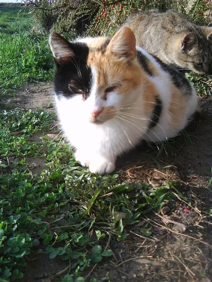 Blanding af racer søskovvejs Piskeris ! <3 - hun dovner bare derud !  billede 4