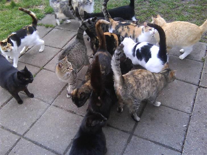 Blanding af racer søskovvejs Piskeris ! <3 - nogle af alle vores katte, bla dem som jeg har herinde er det mivpo helt ude ved venstre, og strit øre højt ved højre (: den gule" og klutte, en af de sorte <3 og selvfølgelig piske (: billede 5