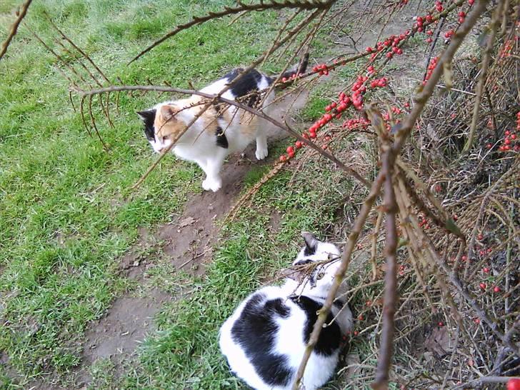 Blanding af racer søskovvejs Piskeris ! <3 - igen, micro og piske <3 billede 6