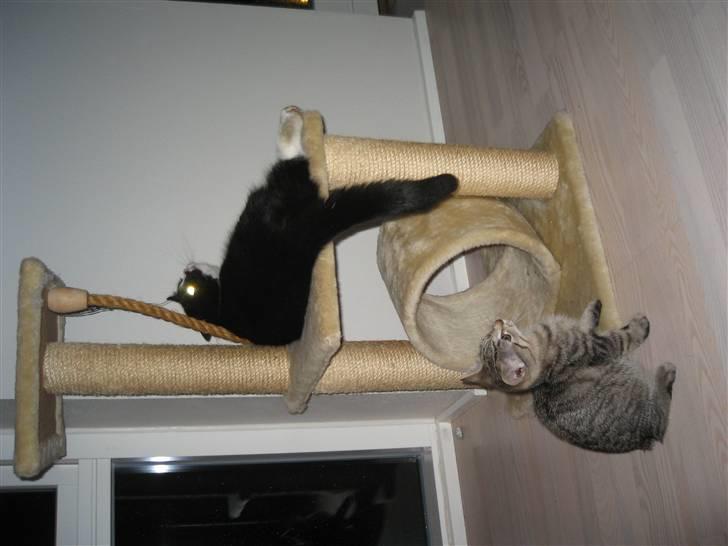 Blanding af racer søgård billede 2