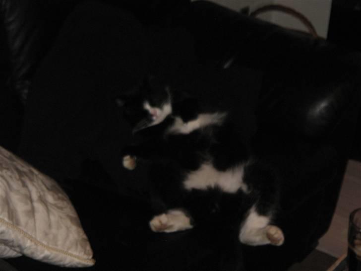 Blanding af racer søgård billede 3