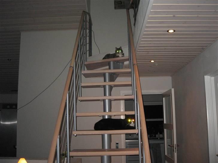 Blanding af racer søgård billede 4