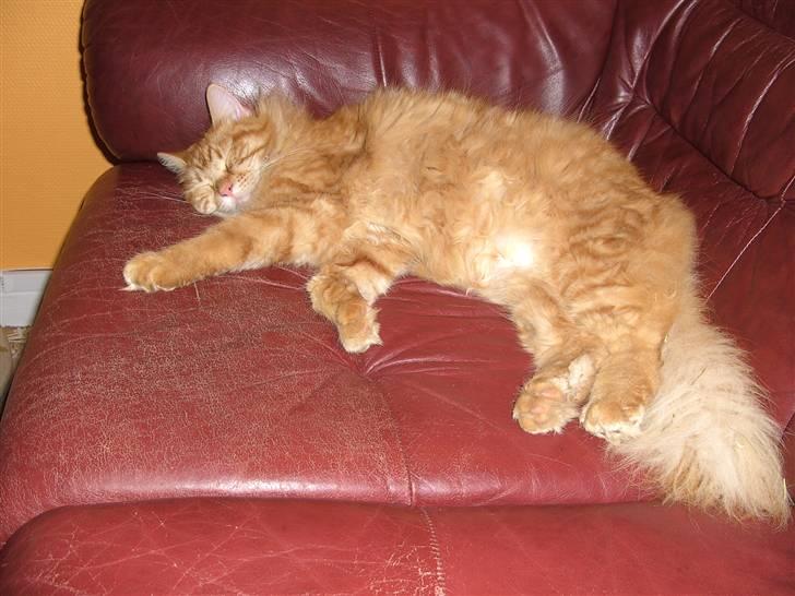 Maine Coon kia billede 13