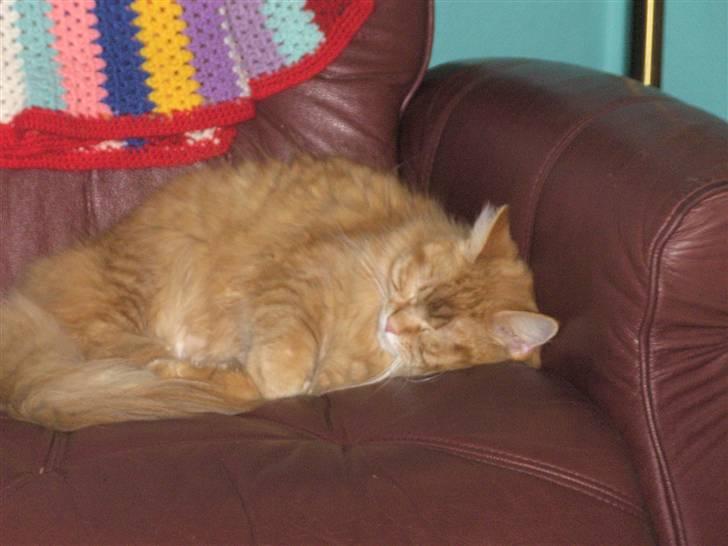 Maine Coon kia billede 14