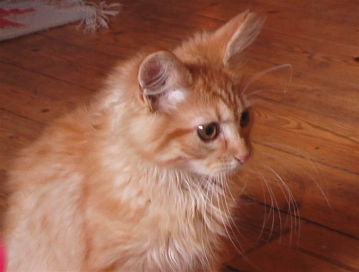 Maine Coon kia billede 15