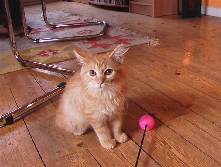 Maine Coon kia billede 16