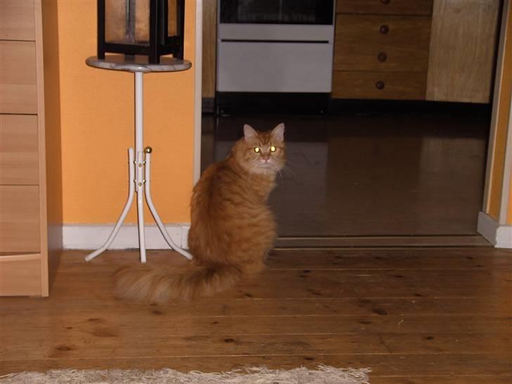 Maine Coon kia billede 17