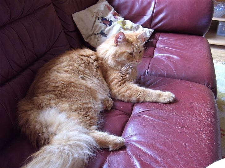 Maine Coon kia billede 18