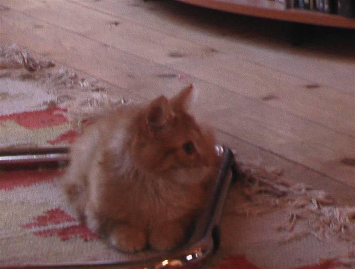 Maine Coon kia billede 19