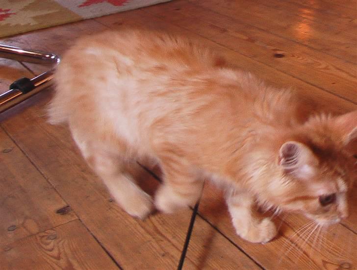 Maine Coon kia billede 20