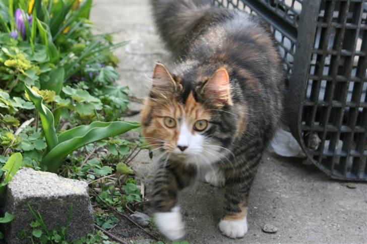 Blanding af racer Sif billede 12