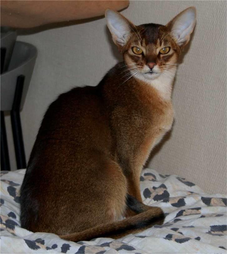 Abyssinier Del-Shai Chief of Isatai billede 1