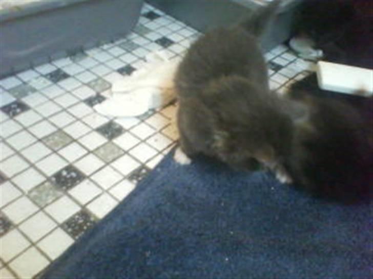 Norsk Skovkat bamseline billede 1