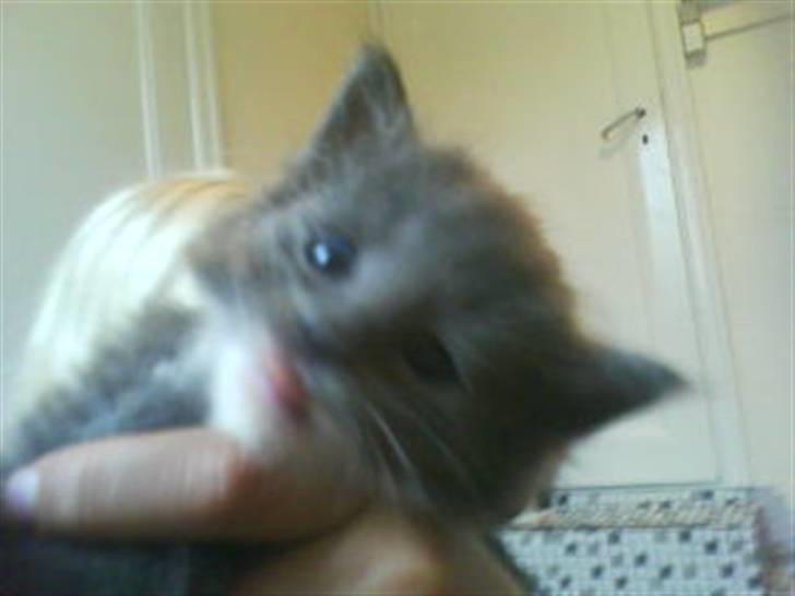 Norsk Skovkat bamseline billede 2