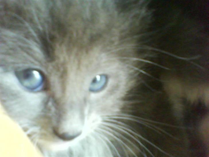 Norsk Skovkat bamseline billede 3