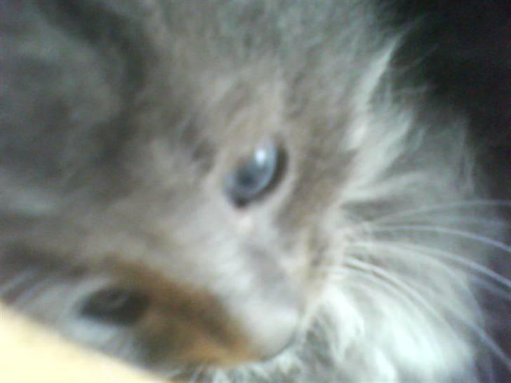 Norsk Skovkat bamseline billede 4