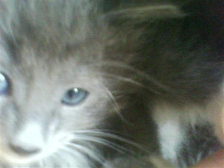 Norsk Skovkat bamseline billede 6