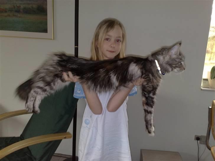 Maine Coon Liluu - Celina med Liluu på 7 måneder. billede 15
