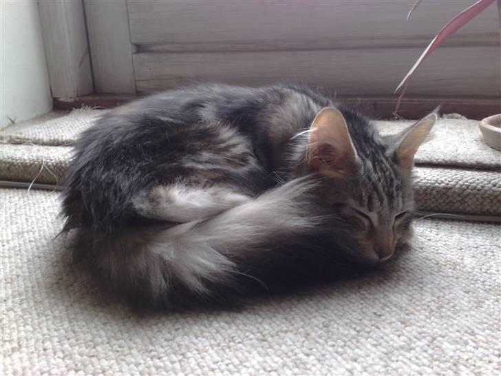 Maine Coon Liluu - Liluu på sin bedste sove plads forand terasse døren, ved siden af brandeovnen, billede 16