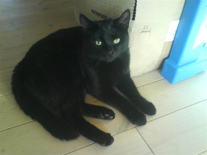 Huskat Pixi billede 1