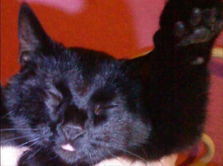 Huskat Pixi billede 2