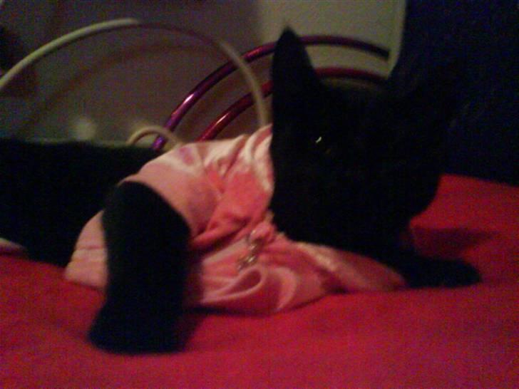 Huskat Pixi billede 3