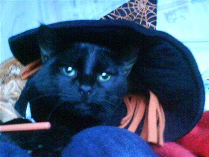 Huskat Pixi billede 7