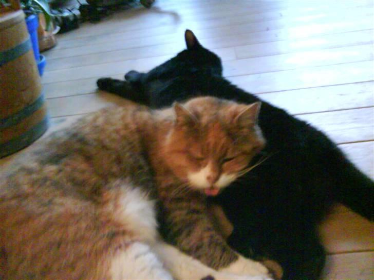 Huskat Pixi billede 8