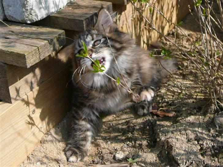 Maine Coon Askepot "aske" billede 9