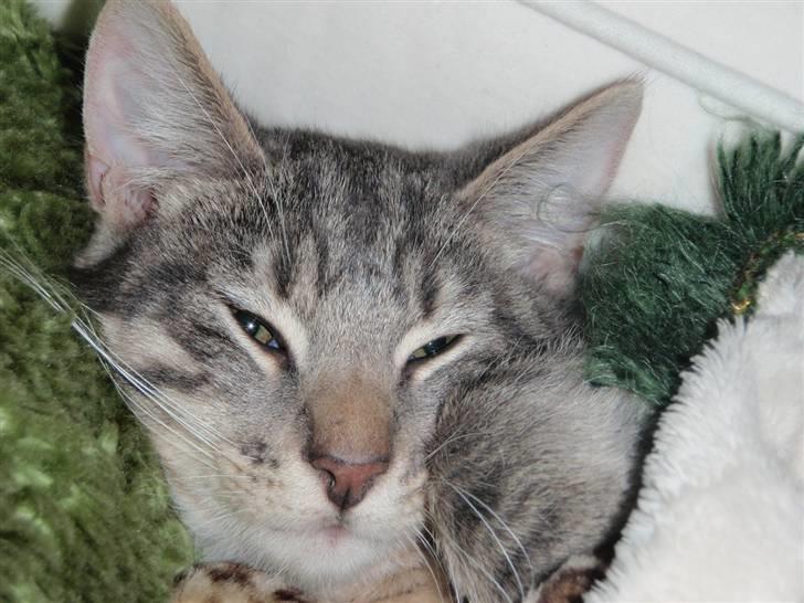 Blanding af racer Sumo Jackson - 2 minutter, så er jeg klar til at byde velkommen.. billede 1