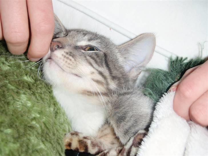 Blanding af racer Sumo Jackson - JAJA! Jeg skal nok stå op!................... Hmf! Lyseslukker! billede 2