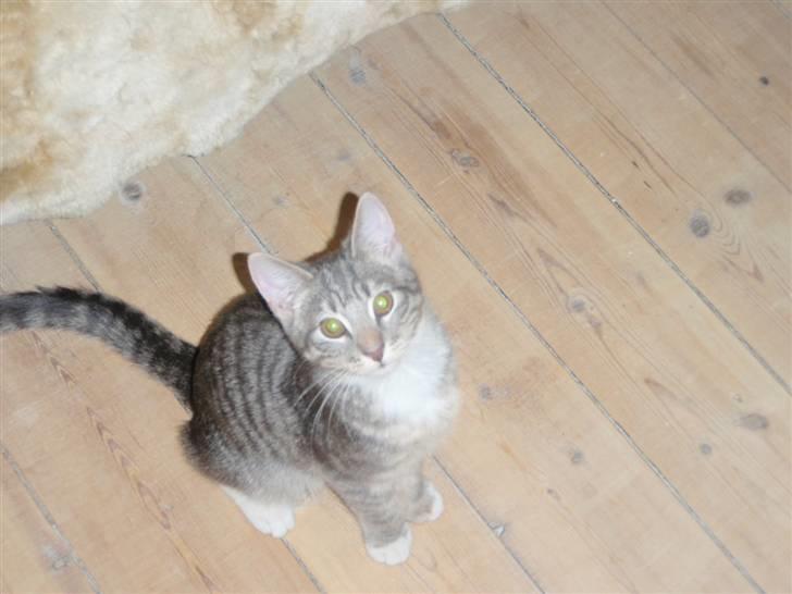 Blanding af racer Sumo Jackson - Så.. Jeg hedder Sumo Jackson! - Velkommen til min profil. I disse få minutter vil jeg fortælle lidt om mig selv... billede 3