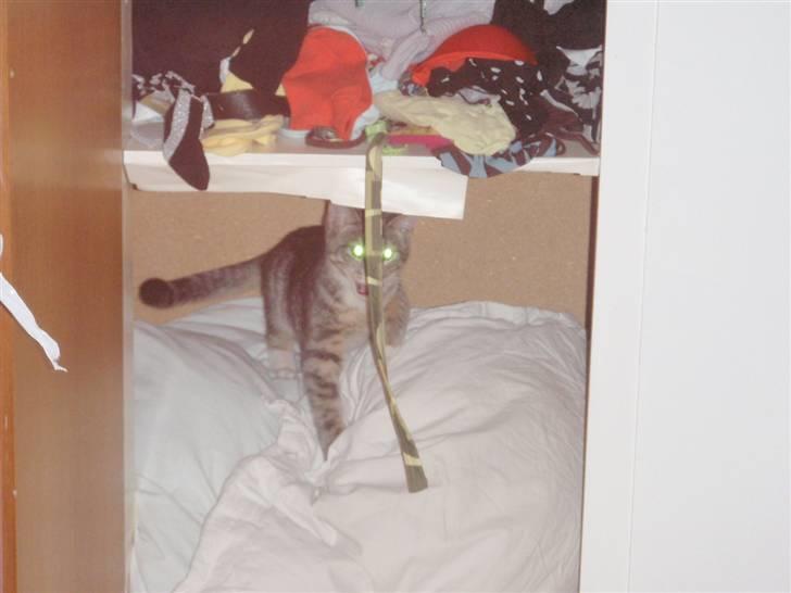 Blanding af racer Sumo Jackson - .... Jeg er MEGET farlig! Faktisk verdens farligste kat, så pas på! billede 4