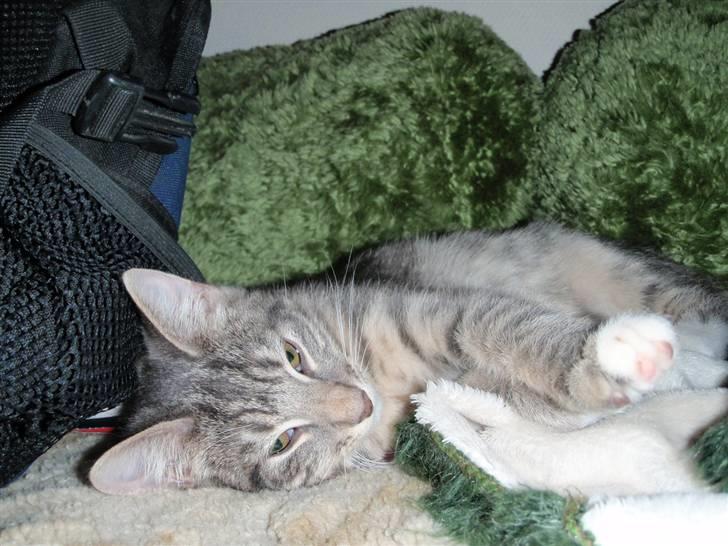 Blanding af racer Sumo Jackson - ... Min madmor siger også at jeg verdens dovneste kat, men det forstår jeg ikk! Man har vel lov til at sove? (.. 20 timer om dagen..) billede 5