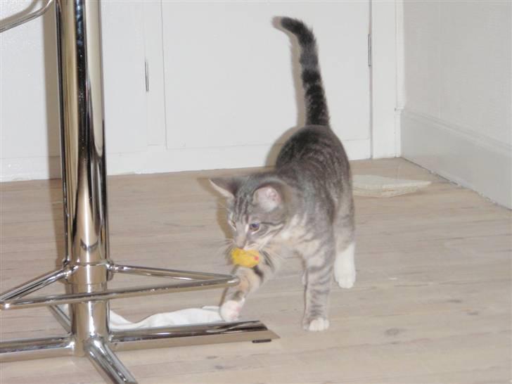 Blanding af racer Sumo Jackson - ... Jeg er også rigtig lydig! Jeg henter altid ting fra min familie. Også når de ikke beder mig om det! For jeg er altid 1 skridt foran dem! :D billede 6